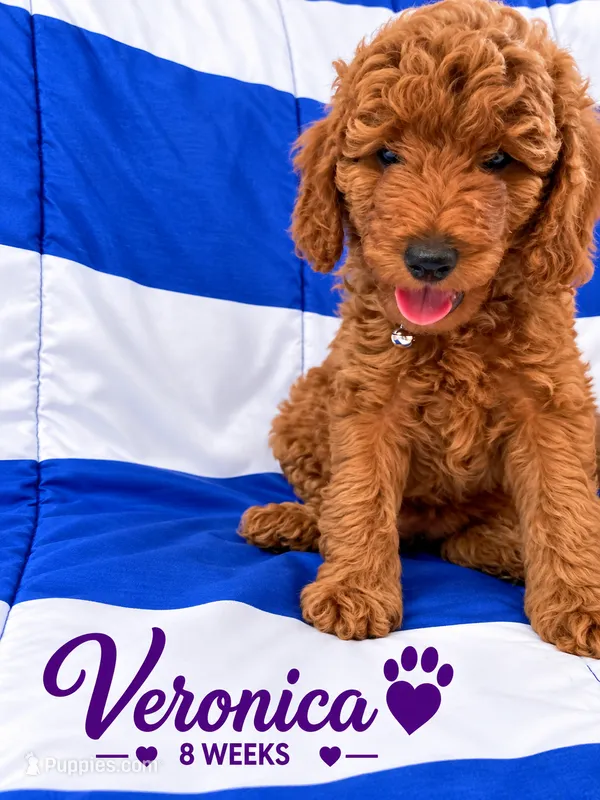 AKC Veronica - Ready to Go Home – Poodle - Standard  puppy for sale in Central, CA