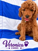 AKC Veronica - Ready to Go Home, a female Poodle - Standard  for sale in Central, CA – 1 of 3
