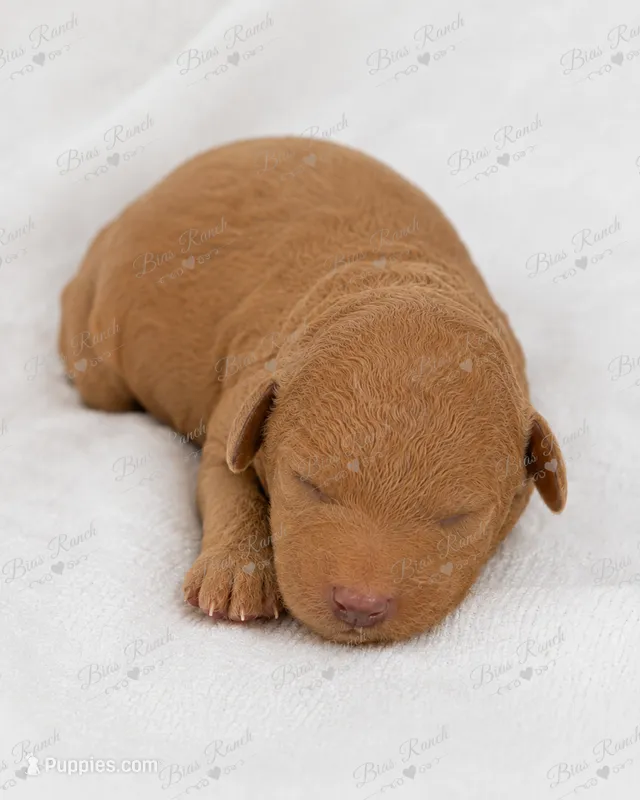 Ricky AKC Large Mini – Poodle - Miniature  puppy for sale in Central, CA