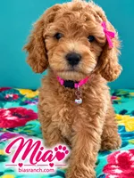 Mia AKC DELIVERY AVAILABLE- READY NOW, a female Poodle - Miniature  for sale in Central, CA – 2 of 6