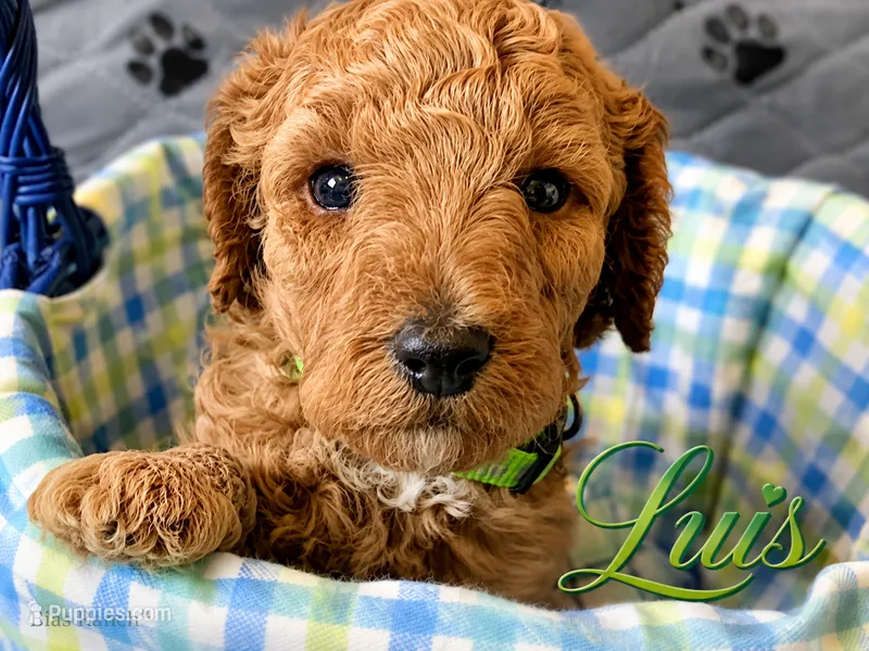  Luis AKC Medium - Moyen – Poodle - Standard  puppy for sale in Central, CA