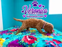 Veronica AKC  DELIVERY AVAILABLE , a female Poodle - Standard  for sale in Central, CA – 3 of 6
