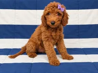 Veronica – AKC Red-Crate Trained & Ready, a female Poodle - Miniature  for sale in Terra Bella, CA – 2 of 3