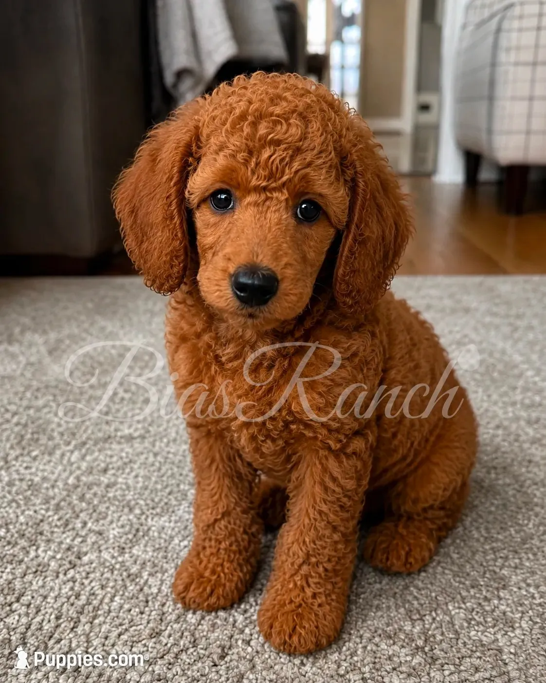 Vinny AKC medium Moyen , a male Poodle - Standard  for sale in Central, CA – 3 of 4