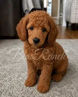 Red, a  Poodle - Standard  for sale in Central, CA – 1 of 1