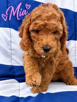 MIA  AKC - READY TO GO LARGE MINI/MOYEN, a female Poodle - Miniature  for sale in Central, CA – 3 of 3