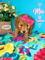 MIA AKC READY SUNDAY, a female Poodle - Miniature  for sale in Central, CA – 5 of 10