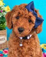 Veronica READY TO GO HOME SUNDAY, a female Poodle - Standard  for sale in Central, CA – 1 of 10