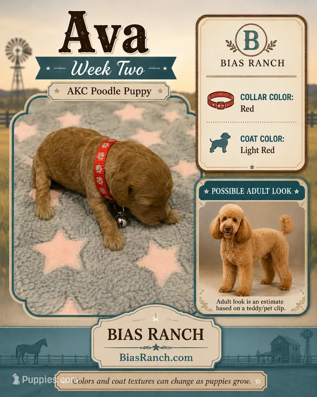 Ava AKC Medium Moyen – Poodle - Standard  puppy for sale in Central, CA