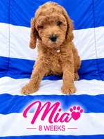 MIA  AKC - READY TO GO , a female Poodle - Miniature  for sale in Central, CA – 4 of 5