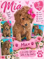 MIA AKC READY SUNDAY, a female Poodle - Miniature  for sale in Central, CA – 8 of 10