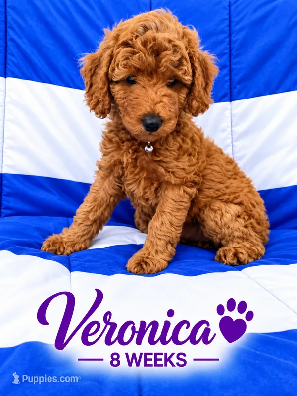 Moyen AKC Veronica - Ready to Go Home  – Poodle - Standard  puppy for sale in Central, CA