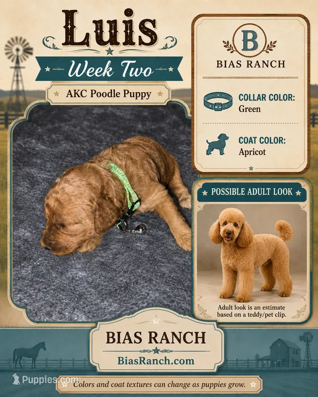  Luis AKC medium/moyen – Poodle - Miniature  puppy for sale in Central, CA