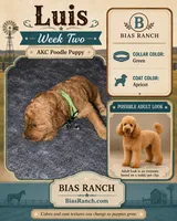   Luis AKC medium/moyen, a male Poodle - Miniature  for sale in Central, CA – 1 of 2