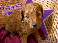 Veronica Moyen AKC poodle , a female Poodle - Standard  for sale in Central, CA – 1 of 2