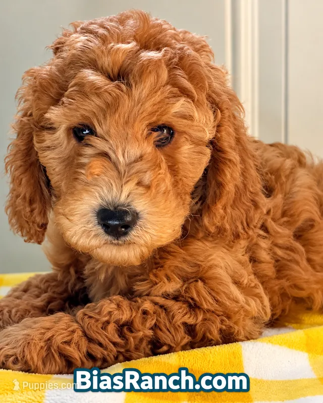 Mia – AKC Mini/Moyen – Crate Trained & Ready – Poodle - Miniature  puppy for sale in Terra Bella, CA