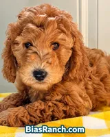 Mia – AKC Mini/Moyen – Crate Trained & Ready, a female Poodle - Miniature  for sale in Terra Bella, CA – 1 of 2
