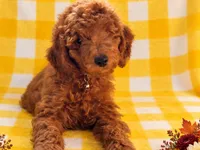 Crate trained-Moyen older pup VERONICA, a female Poodle - Standard  for sale in Central, CA – 4 of 4