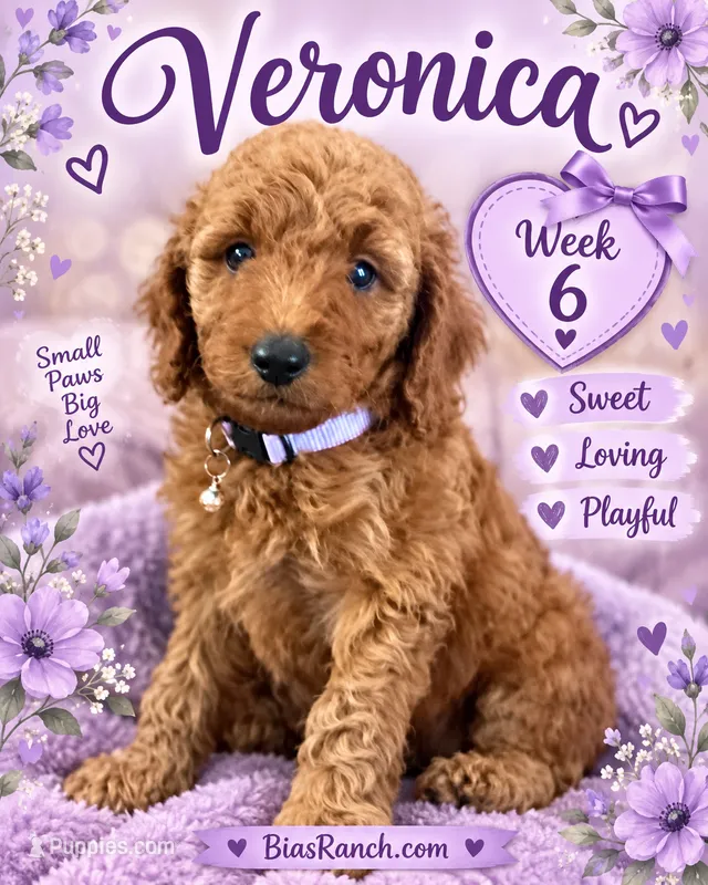 Veronica Medium/Moyen AKC 20-27lbs – Poodle - Miniature  puppy for sale in Central, CA
