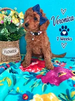 Veronica READY TO GO HOME SUNDAY, a female Poodle - Standard  for sale in Central, CA – 9 of 10