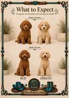 Ruby AKC Medium Moyen, a female Poodle - Standard  for sale in Central, CA – 2 of 2