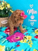 MIA AKC READY SUNDAY, a female Poodle - Miniature  for sale in Central, CA – 6 of 10