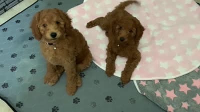 Mia AKC DELIVERY AVAILABLE- READY NOW, a female Poodle - Miniature  for sale in Central, CA – 6 of 6