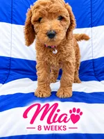 MIA  AKC - READY TO GO , a female Poodle - Miniature  for sale in Central, CA – 5 of 5