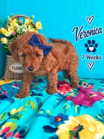 Veronica READY TO GO HOME SUNDAY, a female Poodle - Standard  for sale in Central, CA – 7 of 10