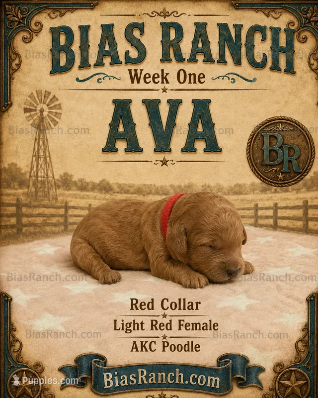 Ava AKC Medium Moyen – Poodle - Standard  puppy for sale in Central, CA