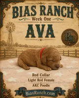 Ava AKC Medium Moyen, a female Poodle - Standard  for sale in Central, CA – 1 of 4