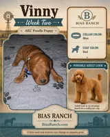 Vinny medium/MoyenAKC Poodle, a male Poodle - Miniature  for sale in Central, CA – 1 of 2