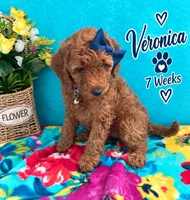 Veronica READY TO GO HOME SUNDAY, a female Poodle - Standard  for sale in Central, CA – 2 of 10