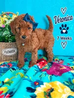 MIA AKC READY SUNDAY  , a female Poodle - Standard  for sale in Central, CA – 6 of 10