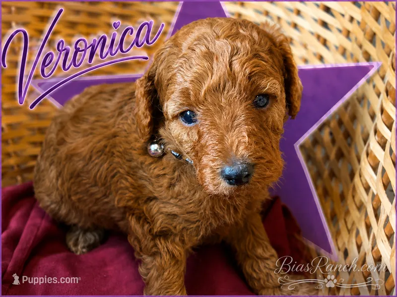 Veronica Medium/Moyen AKC poodle  – Poodle - Miniature  puppy for sale in Central, CA