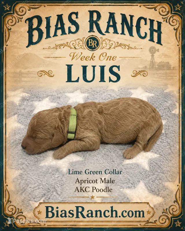   Luis AKC Large Mini – Poodle - Miniature  puppy for sale in Central, CA
