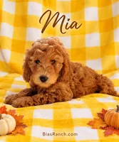 Mia – AKC Mini/Moyen – Crate Trained & Ready, a female Poodle - Miniature  for sale in Terra Bella, CA – 2 of 2