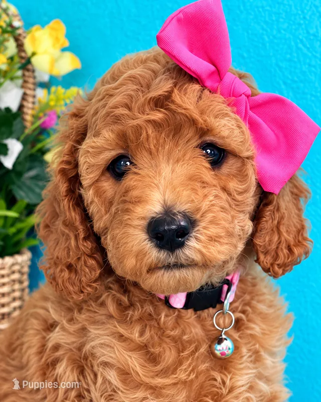 MIA AKC READY SUNDAY – Poodle - Miniature  puppy for sale in Central, CA