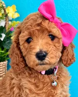 MIA AKC READY SUNDAY, a female Poodle - Miniature  for sale in Central, CA – 1 of 10