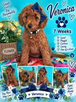 MIA AKC READY SUNDAY  , a female Poodle - Standard  for sale in Central, CA – 7 of 10