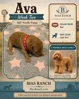 Ava AKC Medium/moyen 20-30 lbs, a female Poodle - Miniature  for sale in Central, CA – 1 of 2