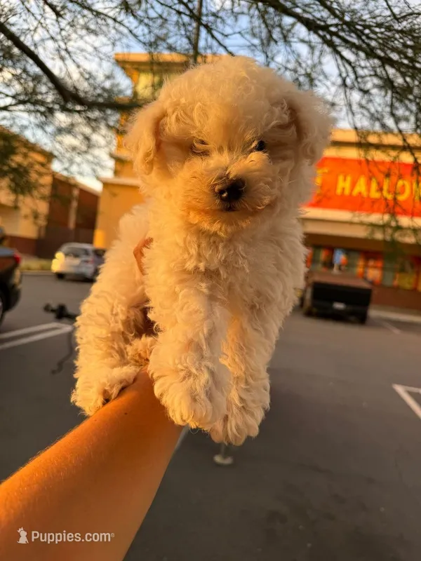 Pazi – Maltipoo, Poodle - Toy  puppy for sale in Burbank, CA