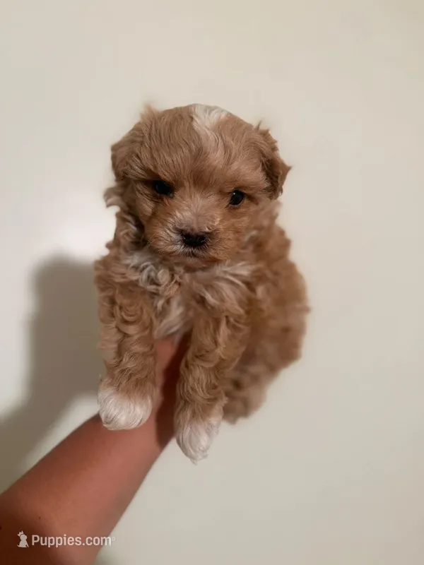 Magi – Maltipoo, Poodle - Toy  puppy for sale in Burbank, CA