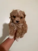 Magi, a male Maltipoo and Poodle - Toy  for sale in Burbank, CA – 1 of 1