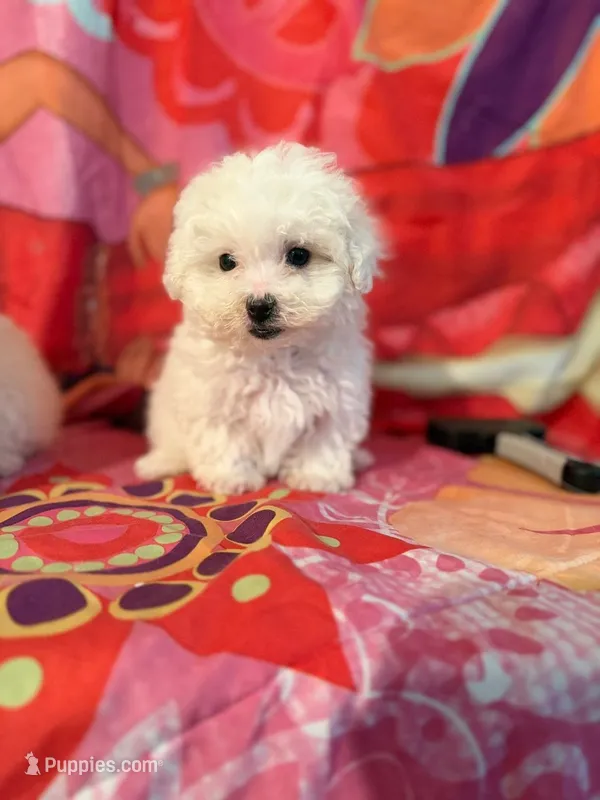 Baza – Maltipoo, Poodle - Toy  puppy for sale in Burbank, CA