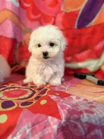 Baza, a male Maltipoo and Poodle - Toy  for sale in Burbank, CA – 1 of 1