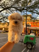Pazi, a male Maltipoo and Poodle - Toy  for sale in Burbank, CA – 2 of 2