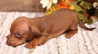 Blaze red smoothcoat, a male Miniature Dachshund for sale in Crawford, CO – 2 of 6