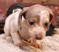 Olympia, a female Miniature Dachshund for sale in Crawford, CO – 4 of 8