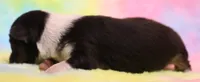 Lucy Black-tri Toy Aussie, a female Toy Australian Shepherd for sale in Crawford, CO – 2 of 3